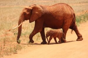 elephant-cub-tsavo-kenya-66898-66898.jpg