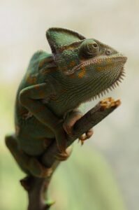 yemen-chameleon-chamaeleo-calyptratus-chameleon-reptile-62289-62289.jpg